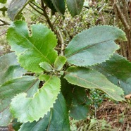 Claoxylon dolichostachyum Cordem.. euphorbiaceae - endémique de La Réunion (2).jpeg